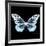 Miss Butterfly Melaneus Sq - X-Ray Black Edition-Philippe Hugonnard-Framed Photographic Print