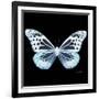 Miss Butterfly Melaneus Sq - X-Ray Black Edition-Philippe Hugonnard-Framed Photographic Print