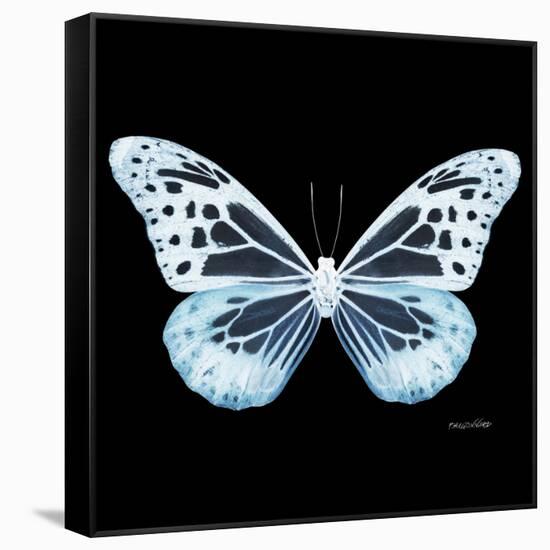 Miss Butterfly Melaneus Sq - X-Ray Black Edition-Philippe Hugonnard-Framed Stretched Canvas