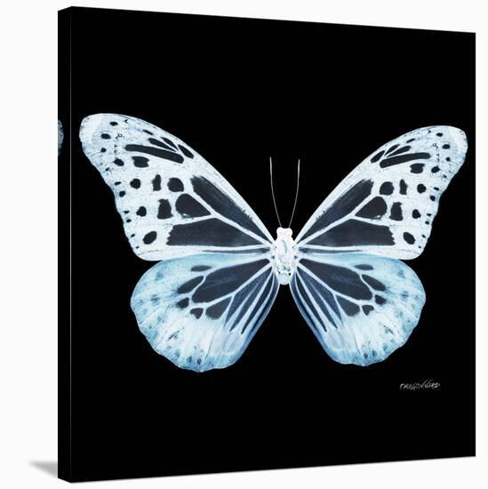 Miss Butterfly Melaneus Sq - X-Ray Black Edition-Philippe Hugonnard-Stretched Canvas