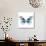 Miss Butterfly Melaneus Sq - X-Ray White Edition-Philippe Hugonnard-Photographic Print displayed on a wall