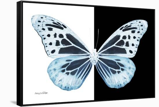 Miss Butterfly Melaneus - X-Ray B&W Edition-Philippe Hugonnard-Framed Stretched Canvas