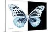 Miss Butterfly Melaneus - X-Ray B&W Edition-Philippe Hugonnard-Stretched Canvas