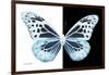 Miss Butterfly Melaneus - X-Ray B&W Edition-Philippe Hugonnard-Framed Photographic Print