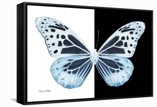 Miss Butterfly Melaneus - X-Ray B&W Edition-Philippe Hugonnard-Framed Stretched Canvas