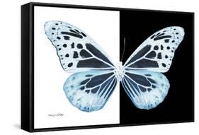 Miss Butterfly Melaneus - X-Ray B&W Edition-Philippe Hugonnard-Framed Stretched Canvas