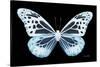 Miss Butterfly Melaneus - X-Ray Black Edition-Philippe Hugonnard-Stretched Canvas