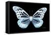 Miss Butterfly Melaneus - X-Ray Black Edition-Philippe Hugonnard-Framed Stretched Canvas