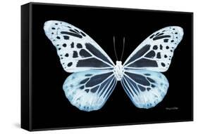 Miss Butterfly Melaneus - X-Ray Black Edition-Philippe Hugonnard-Framed Stretched Canvas