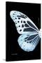 Miss Butterfly Melaneus - X-Ray Left Black Edition-Philippe Hugonnard-Stretched Canvas