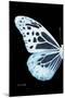 Miss Butterfly Melaneus - X-Ray Left Black Edition-Philippe Hugonnard-Mounted Premium Photographic Print