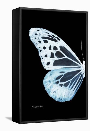 Miss Butterfly Melaneus - X-Ray Left Black Edition-Philippe Hugonnard-Framed Stretched Canvas
