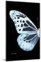 Miss Butterfly Melaneus - X-Ray Left Black Edition-Philippe Hugonnard-Mounted Photographic Print