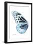 Miss Butterfly Melaneus - X-Ray Left White Edition-Philippe Hugonnard-Framed Photographic Print