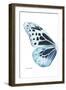 Miss Butterfly Melaneus - X-Ray Left White Edition-Philippe Hugonnard-Framed Photographic Print