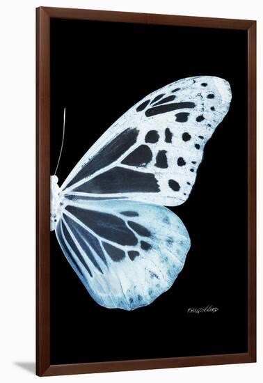 Miss Butterfly Melaneus - X-Ray Right Black Edition-Philippe Hugonnard-Framed Photographic Print