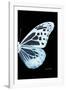 Miss Butterfly Melaneus - X-Ray Right Black Edition-Philippe Hugonnard-Framed Photographic Print