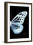 Miss Butterfly Melaneus - X-Ray Right Black Edition-Philippe Hugonnard-Framed Photographic Print