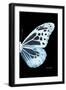 Miss Butterfly Melaneus - X-Ray Right Black Edition-Philippe Hugonnard-Framed Photographic Print