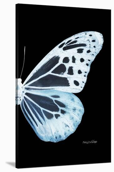 Miss Butterfly Melaneus - X-Ray Right Black Edition-Philippe Hugonnard-Stretched Canvas