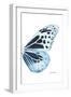 Miss Butterfly Melaneus - X-Ray Right White Edition-Philippe Hugonnard-Framed Photographic Print