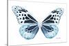 Miss Butterfly Melaneus - X-Ray White Edition-Philippe Hugonnard-Stretched Canvas