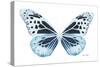 Miss Butterfly Melaneus - X-Ray White Edition-Philippe Hugonnard-Stretched Canvas