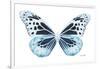 Miss Butterfly Melaneus - X-Ray White Edition-Philippe Hugonnard-Framed Photographic Print