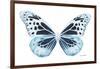 Miss Butterfly Melaneus - X-Ray White Edition-Philippe Hugonnard-Framed Photographic Print