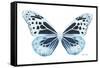 Miss Butterfly Melaneus - X-Ray White Edition-Philippe Hugonnard-Framed Stretched Canvas