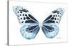 Miss Butterfly Melaneus - X-Ray White Edition-Philippe Hugonnard-Stretched Canvas