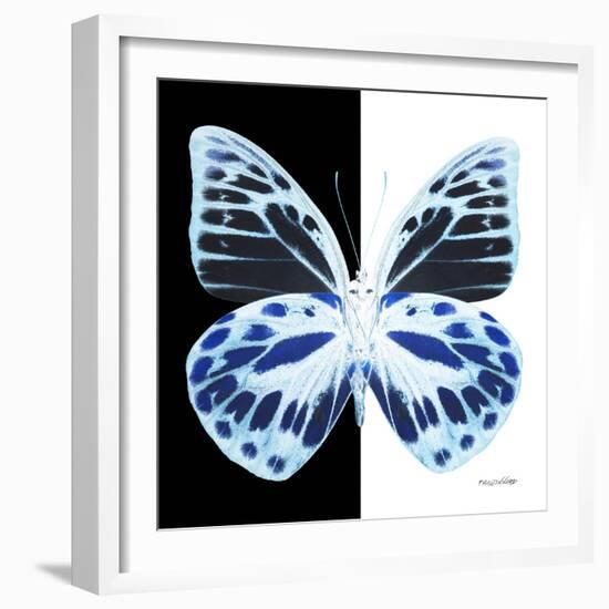 Miss Butterfly Prioneris Sq - X-Ray B&W Edition-Philippe Hugonnard-Framed Photographic Print