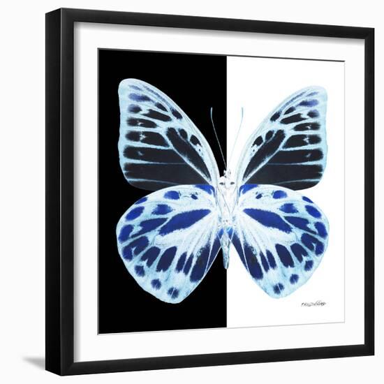 Miss Butterfly Prioneris Sq - X-Ray B&W Edition-Philippe Hugonnard-Framed Photographic Print