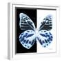 Miss Butterfly Prioneris Sq - X-Ray B&W Edition-Philippe Hugonnard-Framed Photographic Print