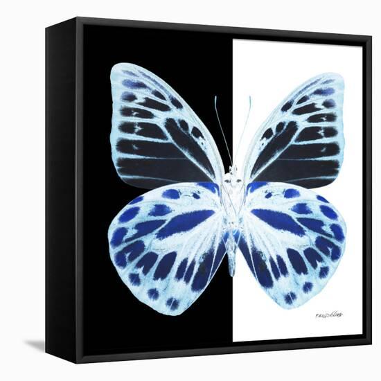 Miss Butterfly Prioneris Sq - X-Ray B&W Edition-Philippe Hugonnard-Framed Stretched Canvas