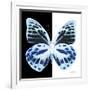 Miss Butterfly Prioneris Sq - X-Ray B&W Edition-Philippe Hugonnard-Framed Photographic Print