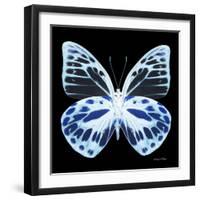 Miss Butterfly Prioneris Sq - X-Ray Black Edition-Philippe Hugonnard-Framed Photographic Print