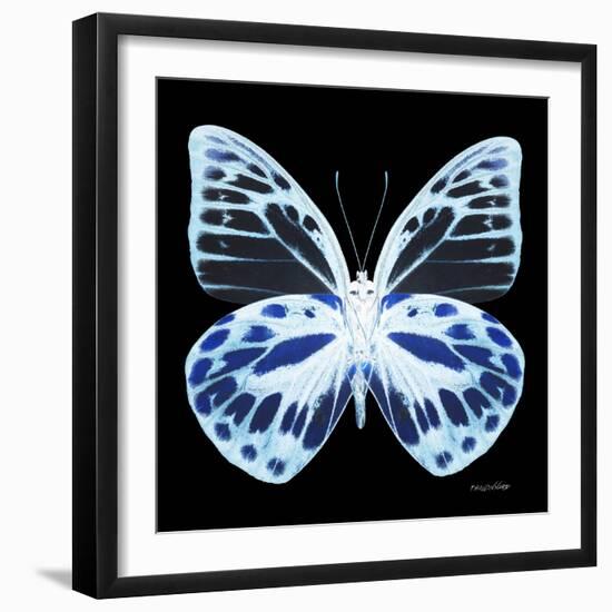 Miss Butterfly Prioneris Sq - X-Ray Black Edition-Philippe Hugonnard-Framed Photographic Print