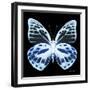 Miss Butterfly Prioneris Sq - X-Ray Black Edition-Philippe Hugonnard-Framed Photographic Print