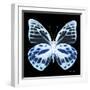 Miss Butterfly Prioneris Sq - X-Ray Black Edition-Philippe Hugonnard-Framed Photographic Print