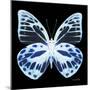 Miss Butterfly Prioneris Sq - X-Ray Black Edition-Philippe Hugonnard-Mounted Photographic Print