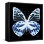 Miss Butterfly Prioneris Sq - X-Ray Black Edition-Philippe Hugonnard-Framed Stretched Canvas