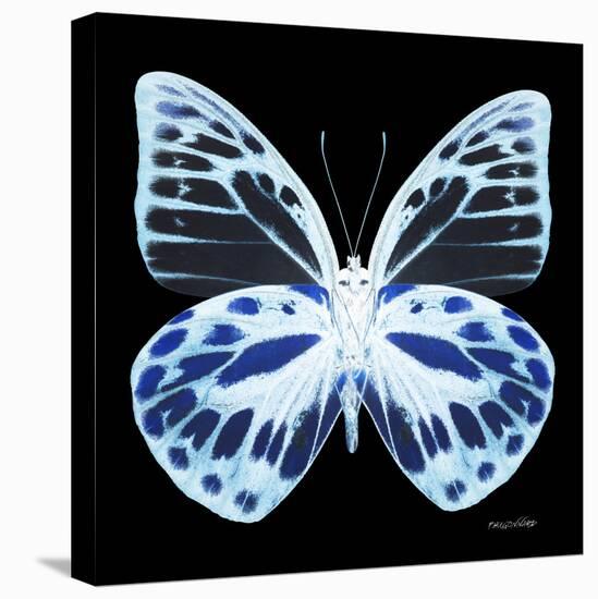 Miss Butterfly Prioneris Sq - X-Ray Black Edition-Philippe Hugonnard-Stretched Canvas