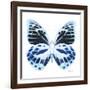 Miss Butterfly Prioneris Sq - X-Ray White Edition-Philippe Hugonnard-Framed Photographic Print
