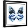 Miss Butterfly Prioneris Sq - X-Ray White Edition-Philippe Hugonnard-Framed Photographic Print