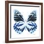 Miss Butterfly Prioneris Sq - X-Ray White Edition-Philippe Hugonnard-Framed Photographic Print