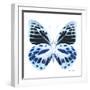 Miss Butterfly Prioneris Sq - X-Ray White Edition-Philippe Hugonnard-Framed Photographic Print