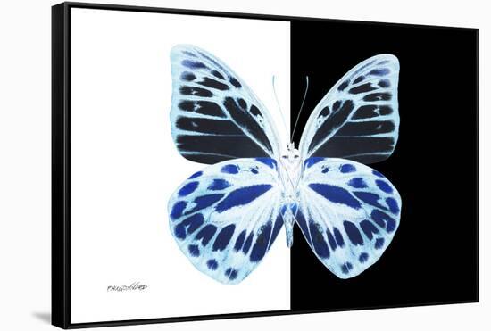 Miss Butterfly Prioneris - X-Ray B&W Edition-Philippe Hugonnard-Framed Stretched Canvas
