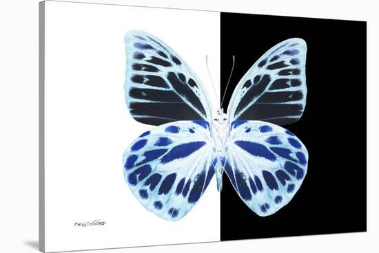 Miss Butterfly Prioneris - X-Ray B&W Edition-Philippe Hugonnard-Stretched Canvas