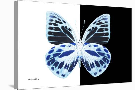 Miss Butterfly Prioneris - X-Ray B&W Edition-Philippe Hugonnard-Stretched Canvas